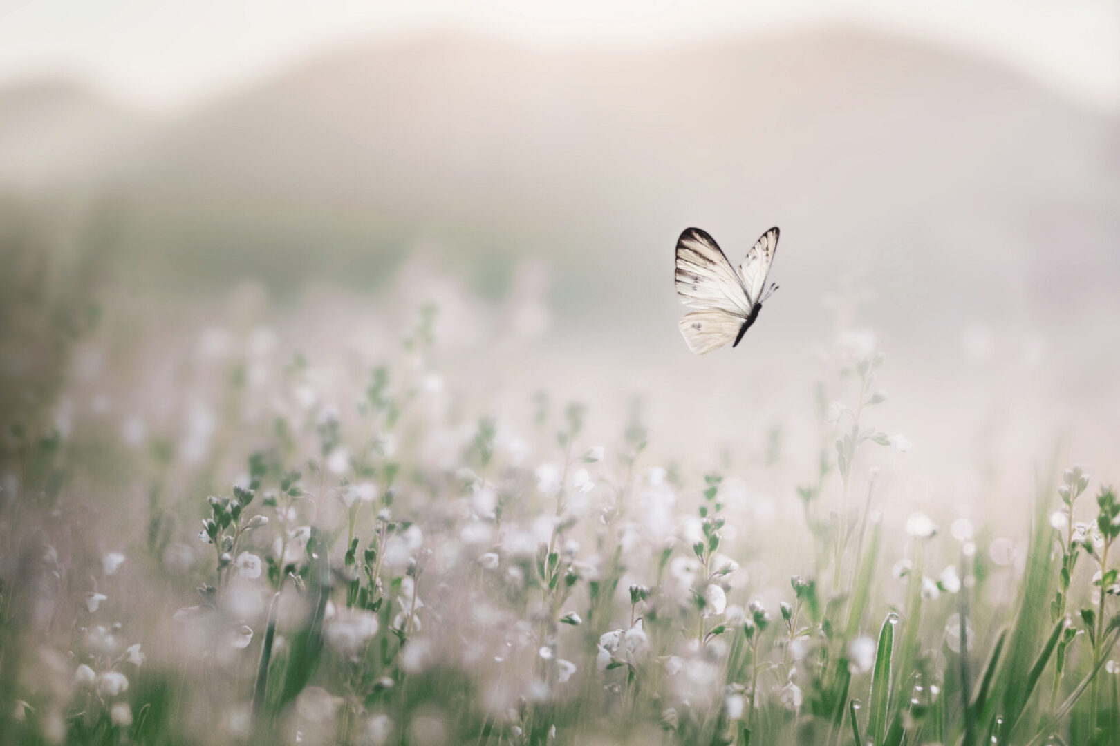 A butterfly flying over some flowers in the grass.